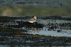 Excursion to Rodia Wetlands